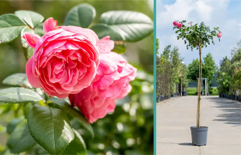 Rosa ‘Leonardo da Vinci‘ op stam - Online bestellen