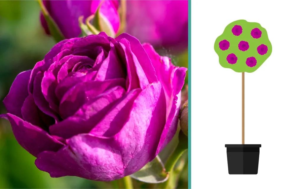 Rosa ‘Minerva‘ op Stam - Snelle verzending