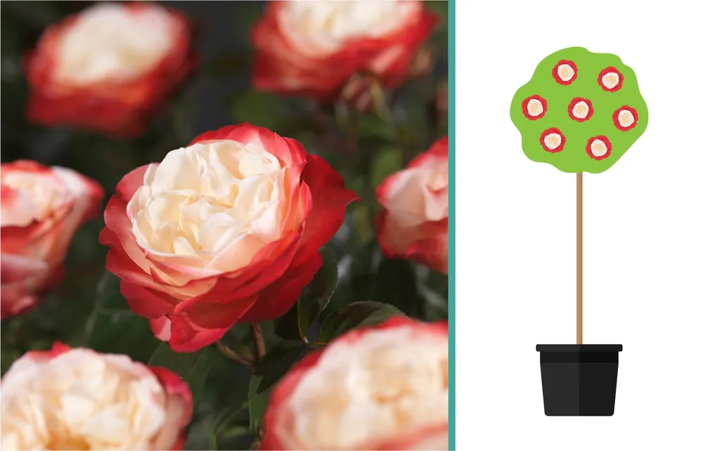 Rosa ‘Nostalgie‘ op stam | Topproduct