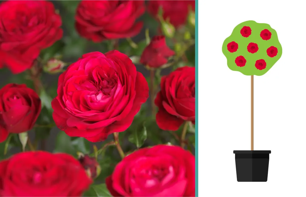 Rosa ‘Red Meilove‘ op stam | Scherp geprijsd