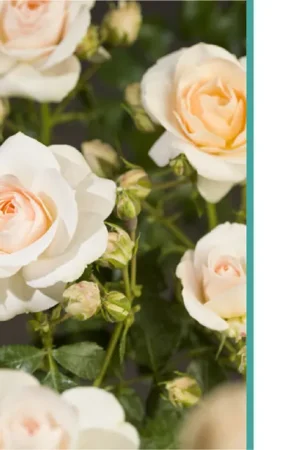 Aanbieding | Rosa ‘Sirius’ op Stam