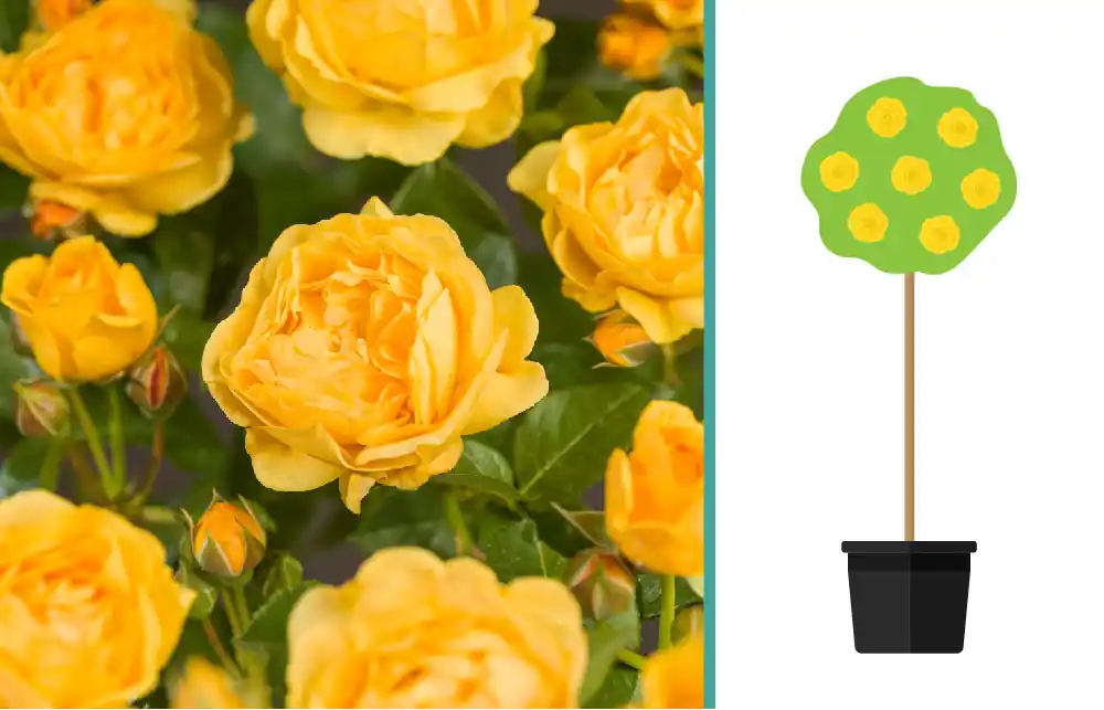 Nieuwe release | Rosa ‘Absolutely Fabulous‘ op stam