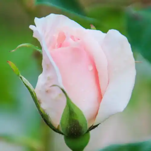Direct bestellen | Rosa ‘A Whiter Shade of Pale‘