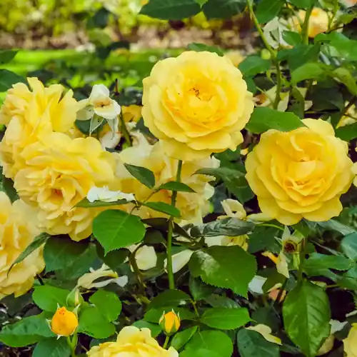 Rosa ‘Absolutely Fabulous‘ - Bestseller