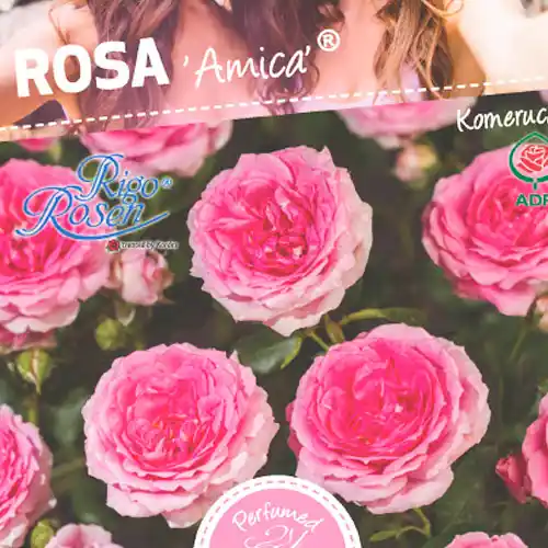 Dagdeal - Rosa ‘Amica‘