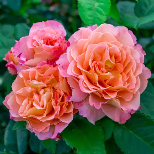 Lage prijs - Rosa ‘Augusta Luise‘