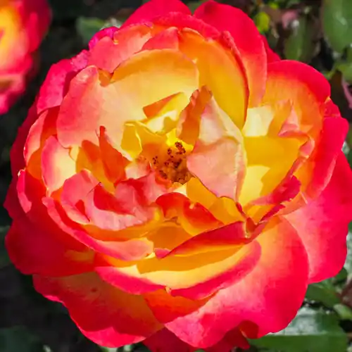 Rosa ‘Flaming Star‘ | Scherp geprijsd
