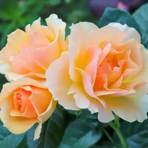 Bespaar meer - Rosa ‘Hansestadt Rostock‘