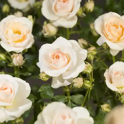 Online bestelbaar - Rosa ‘Sirius’