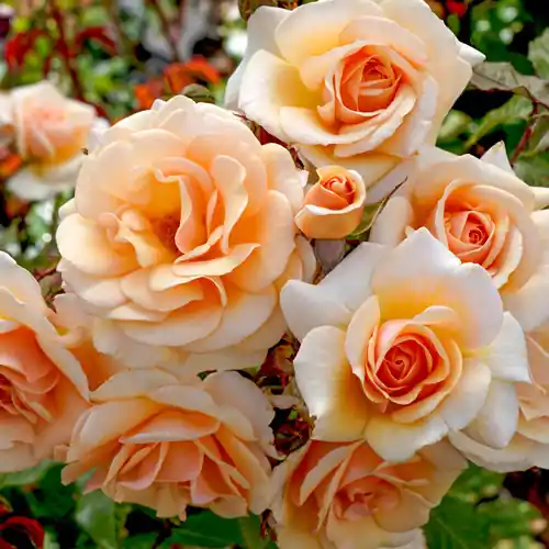 Rosa ‘Sweet Honey‘ | Gratis retourneren