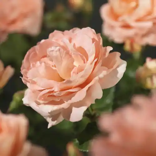 Rosa ‘Bonita‘ Renaissance - Uitverkoop