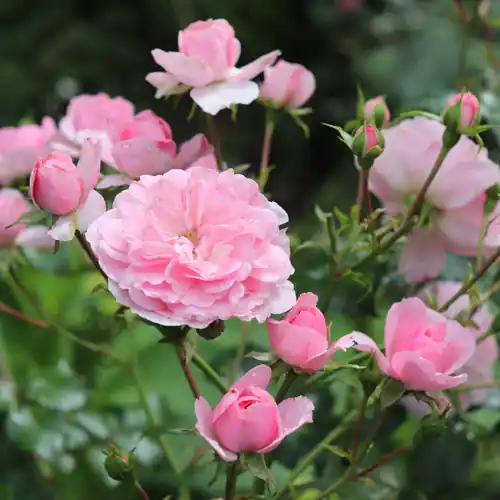 Rosa ‘Climbing Bonica‘ - Nog maar een paar beschikbaar