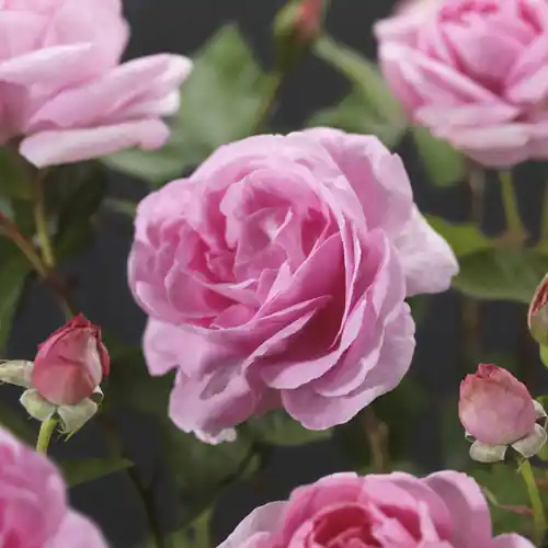Extra korting | Rosa ‘Ghita‘ Renaissance