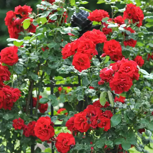 Rosa ‘Santana‘ | Fabrieksprijs