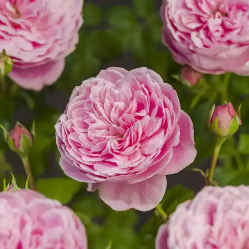 Professionele kwaliteit | Rosa ‘Sweet Candy‘