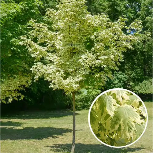 Acer platanoides ‘Drummondii‘ - Veel gekozen