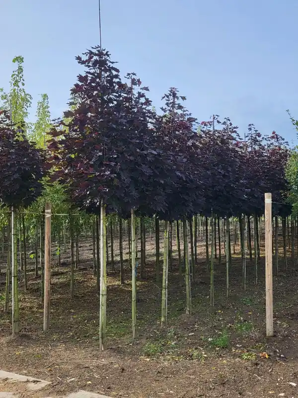 Acer platanoides ‘Royal Red‘ - Nieuw