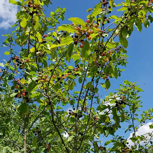 Veel voordeel - Rhamnus Frangula