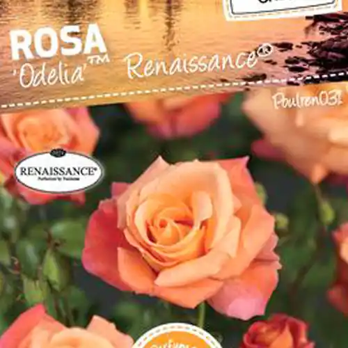 Bespaar nu - Rosa ‘Odelia‘ Renaissance