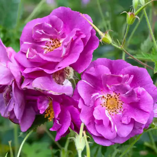 Rosa ‘Rhapsody in Blue‘ - Bestelbaar