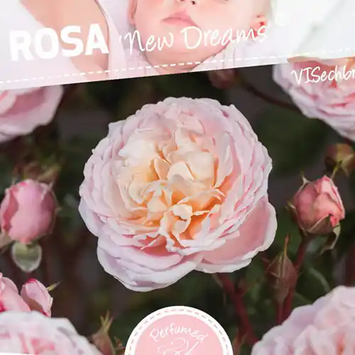 Extra korting - Rosa ‘New Dreams‘