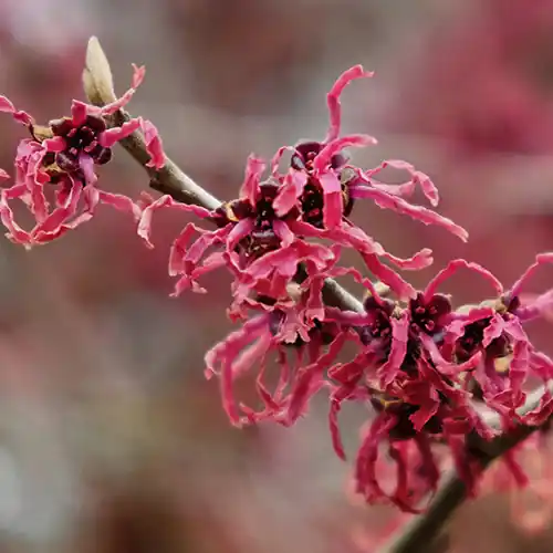 Hamamelis Amethyst 40-50 cm - Erg populair