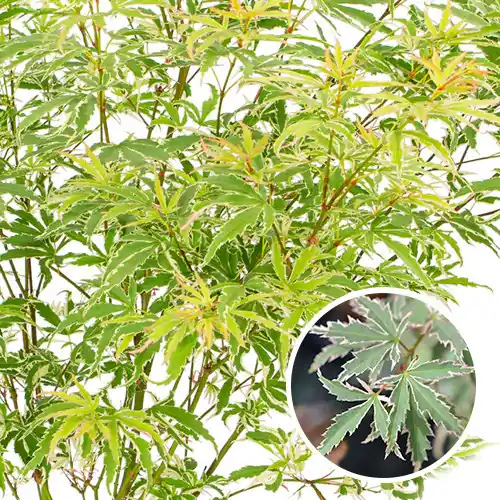 Premium | Acer palmatum Butterfly