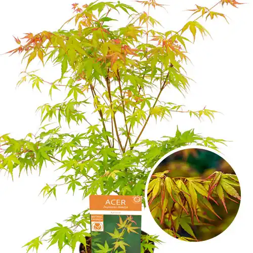 Eenvoudig retourneren - Acer palmatum Katsura