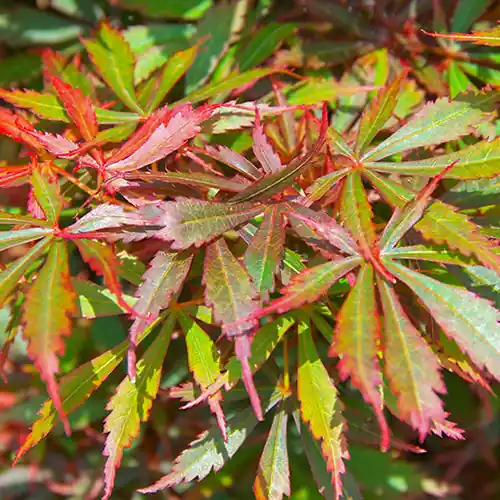 Acer palmatum Jerre Schwartz | Nieuw gelanceerd