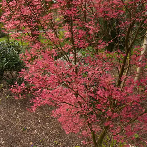 Acer palmatum Wilson‘s Pink Dwarf - Opruiming