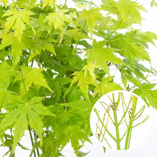 Actie - Acer palmatum Going Green