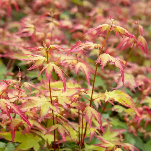 Zeer goed beoordeeld - Acer palmatum Little Princess