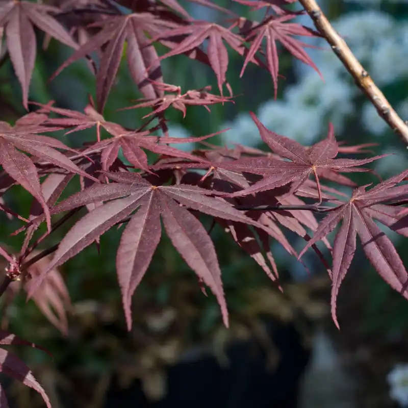 Bestel vandaag | Acer palmatum Trompenburg