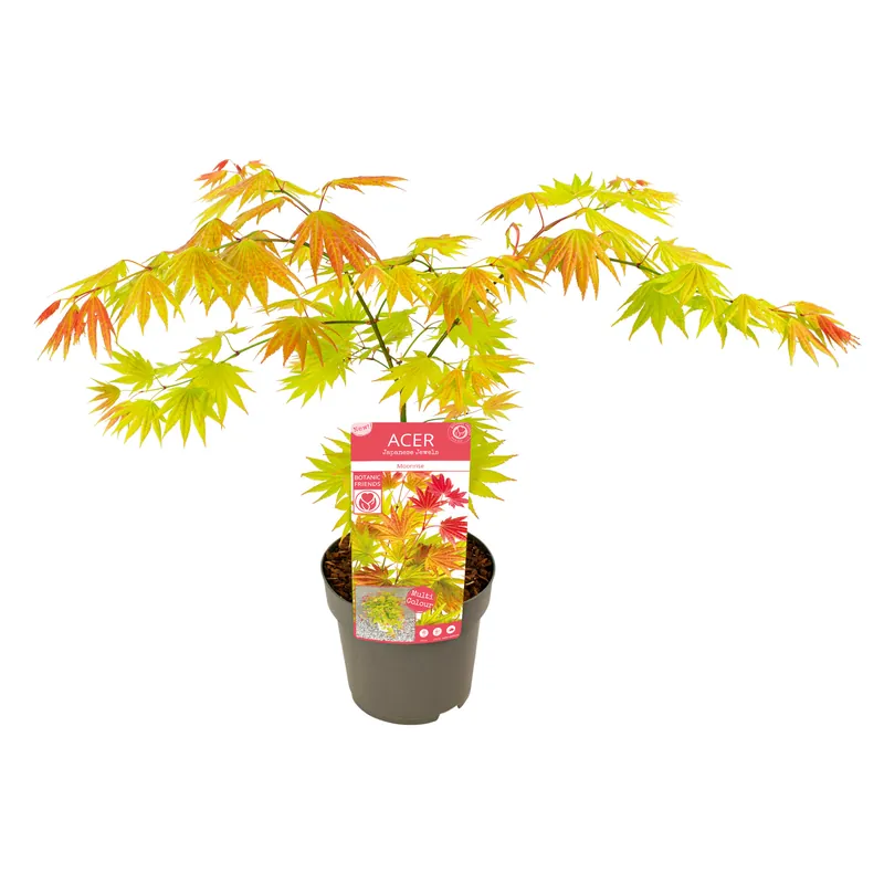 Acer shirasawanum Moonrise - Op voorraad