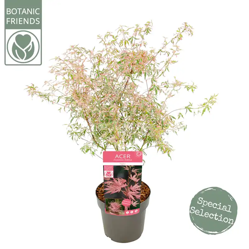 Acer palmatum Taylor - Fabrieksprijs