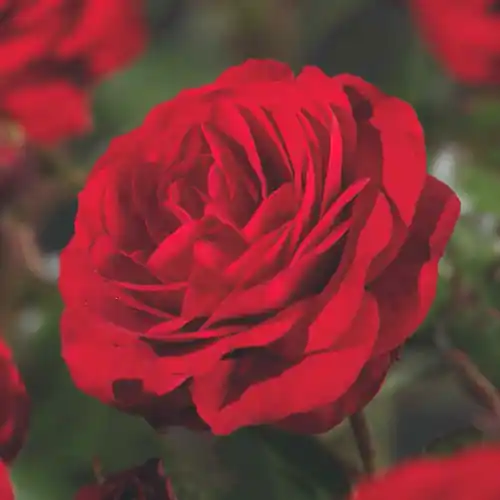 Extra korting - Rosa Europeana