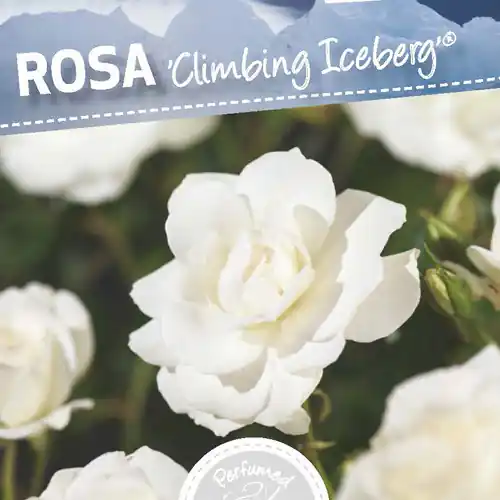 Rosa Climbing Iceberg - Actieprijs