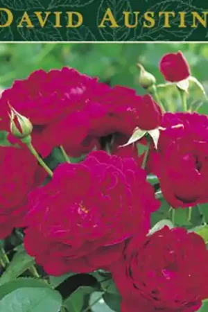 Actie | Rosa Darcey Bussell