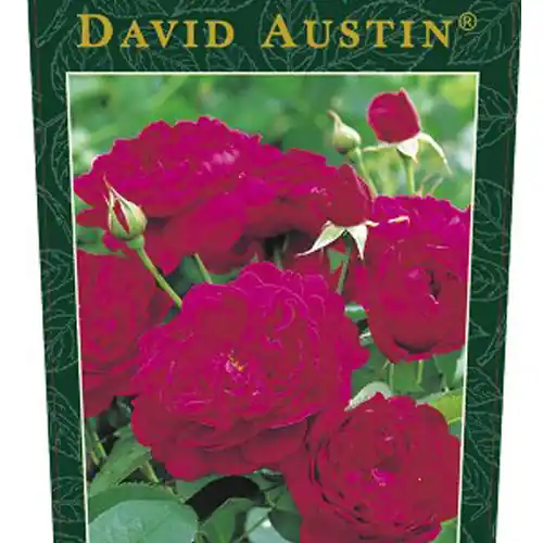 Actie | Rosa Darcey Bussell