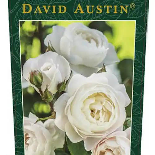 Rosa ‘Desdemona‘ - Online bestellen