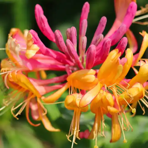 Bijna uitverkocht - Lonicera heckrottii Goldflame