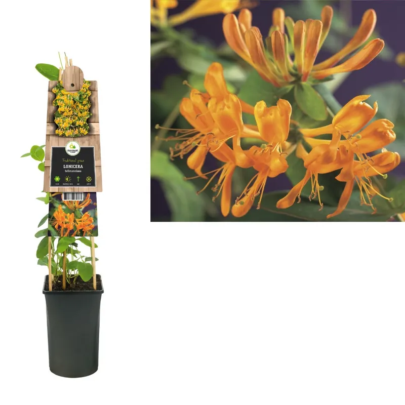 Flitsaanbieding | Lonicera tellmanniana