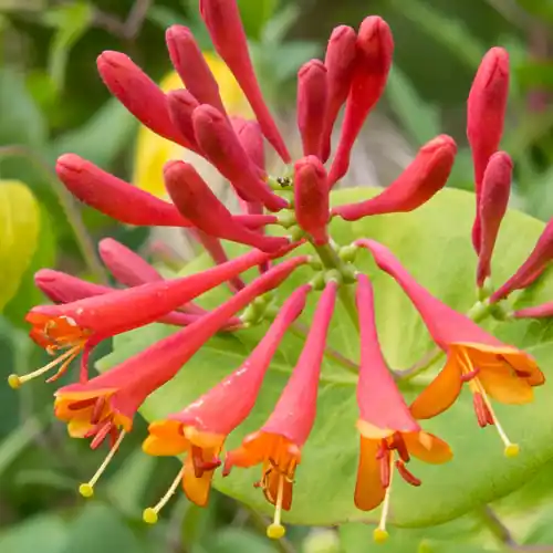Lage prijs - Lonicera Dropmore Scarlet