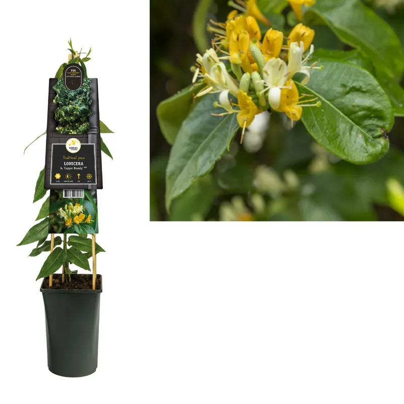 Lonicera henryi Copper Beauty - Eenvoudig retourneren