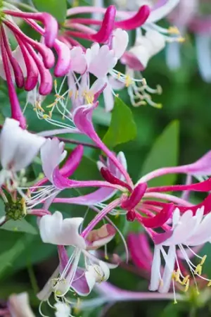 Actie - Lonicera japonica Red World
