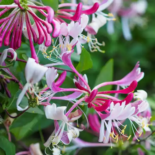 Actie - Lonicera japonica Red World