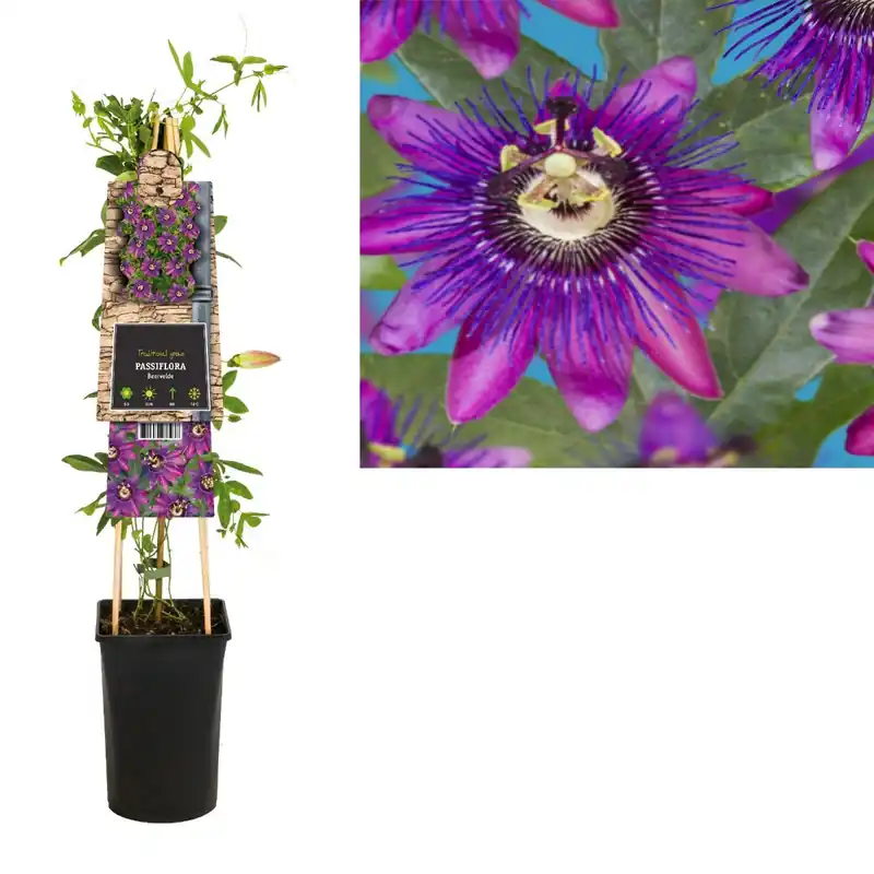 Net gelanceerd - Passiflora Beervelde