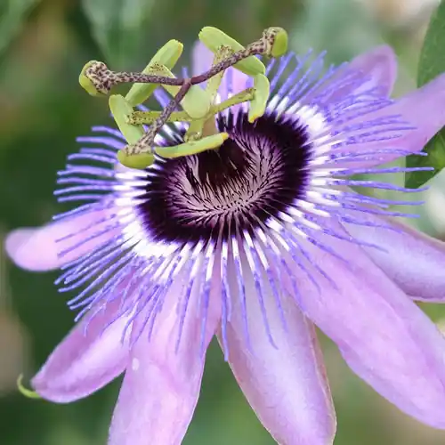 Veel voordeel | Passiflora Purple Haze