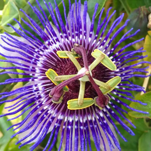 Net gelanceerd - Passiflora Purple Rain