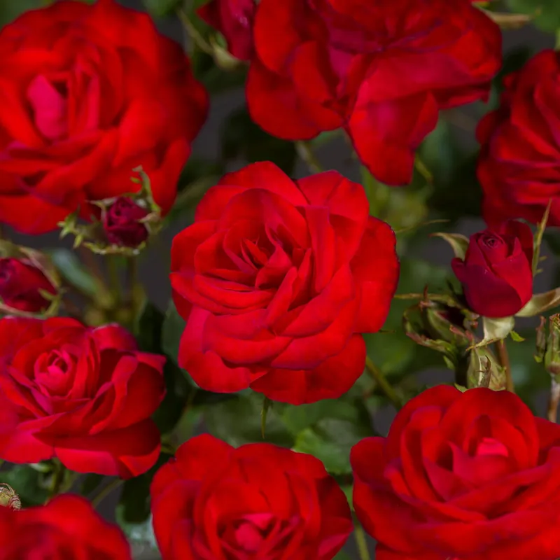 Nieuw - Rosa ‘Wettra‘ op stam